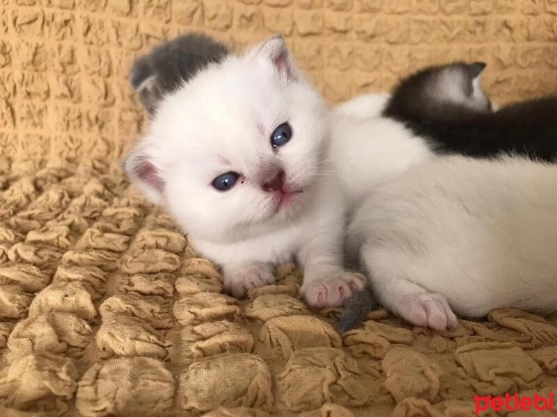 British Shorthair, Kedi  Özel seri BritishShorthair ve BritishLonghair fotoğrafı