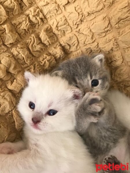 British Shorthair, Kedi  Özel seri BritishShorthair ve BritishLonghair fotoğrafı