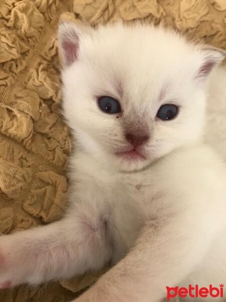 British Shorthair, Kedi  Özel seri BritishShorthair ve BritishLonghair fotoğrafı