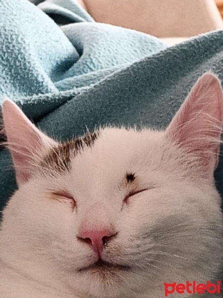 Tekir Kedi, Kedi  Dobby fotoğrafı