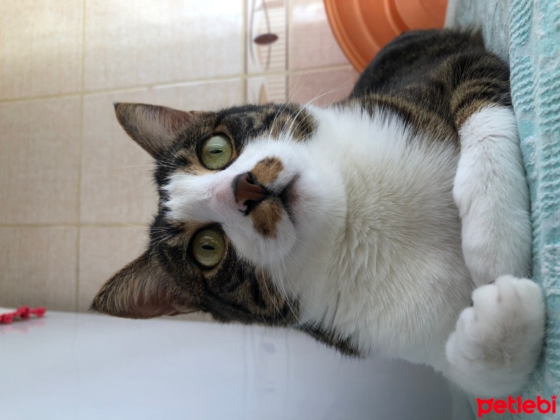 Tekir Kedi, Kedi  Fiber fotoğrafı