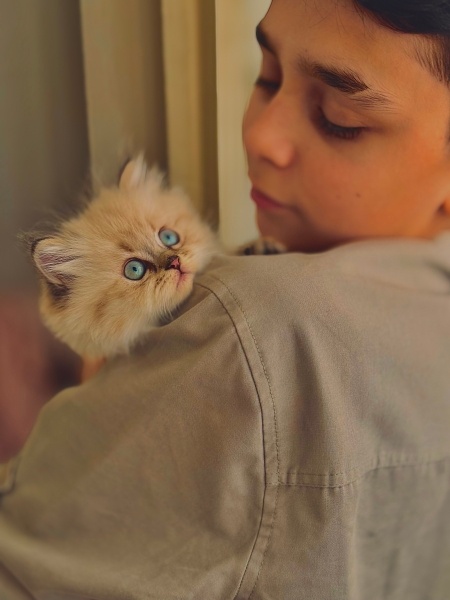 British Shorthair, Kedi  fairy fotoğrafı