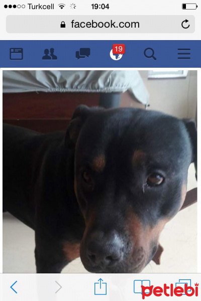 Sokö (Sokak Köpeği), Köpek  Liva fotoğrafı