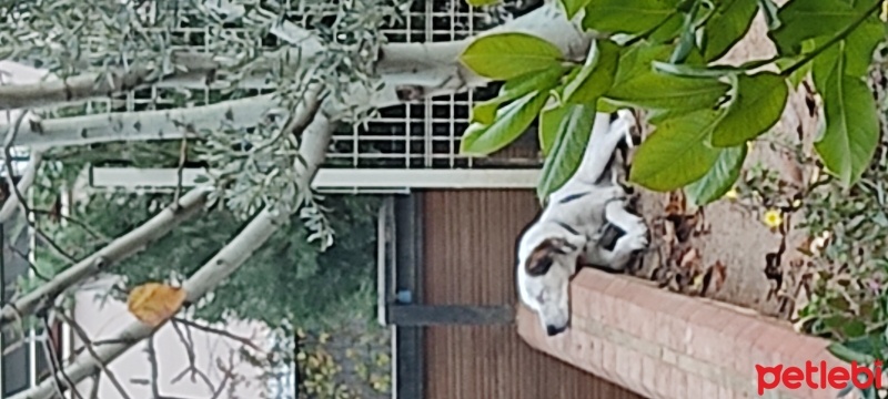 İngiliz Setter, Köpek  Bob fotoğrafı