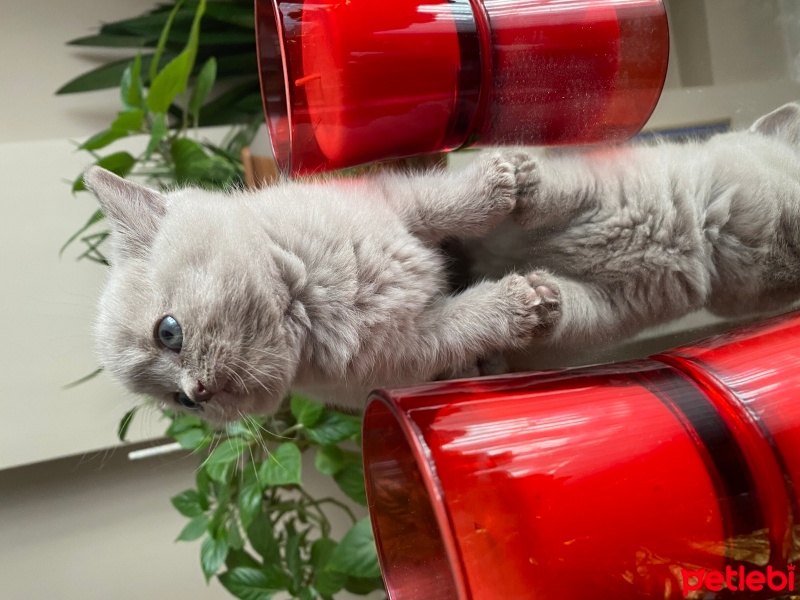 Scottish Fold, Kedi  Scottish ve British fotoğrafı