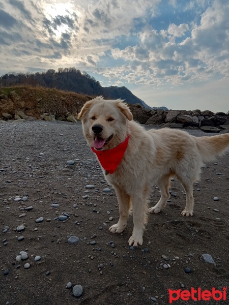 Golden Retriever, Köpek  Fox fotoğrafı