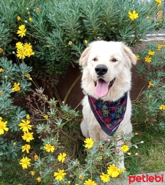 Golden Retriever, Köpek  Fox fotoğrafı