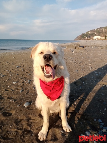 Golden Retriever, Köpek  Fox fotoğrafı