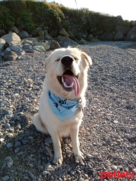 Golden Retriever, Köpek  Fox fotoğrafı