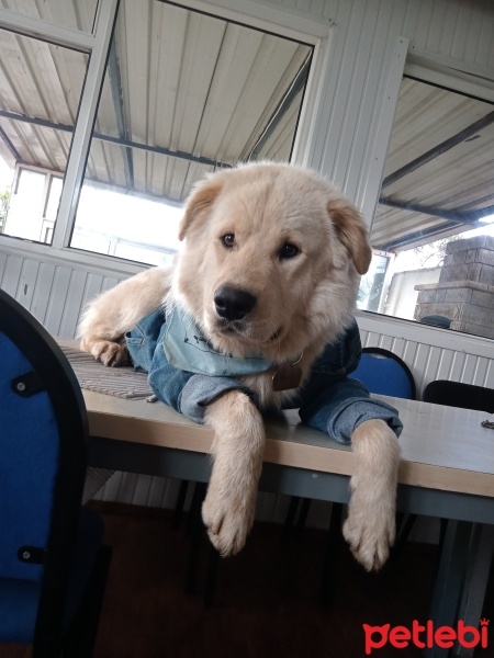 Golden Retriever, Köpek  Fox fotoğrafı