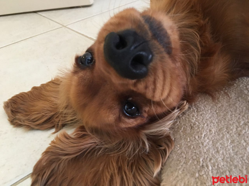 Amerikan Cocker Spaniel, Köpek  Kaptan fotoğrafı