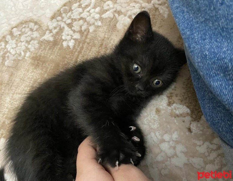 British Shorthair, Kedi  Kömür :) fotoğrafı