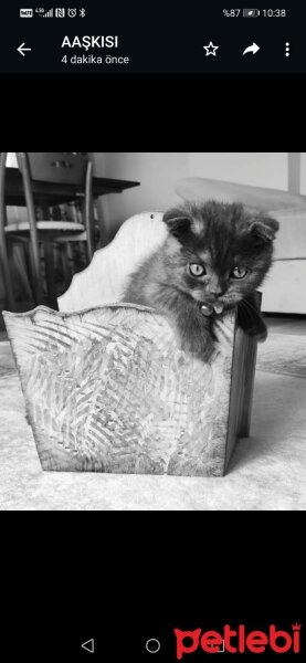 Scottish Fold, Kedi  Pars fotoğrafı