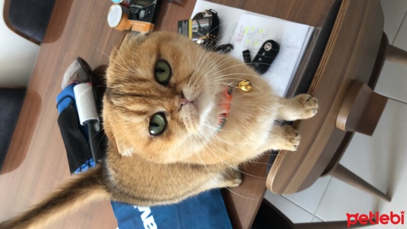 Scottish Fold, Kedi  Badem fotoğrafı