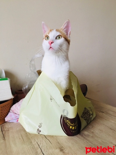 Tekir Kedi, Kedi  Venüs fotoğrafı