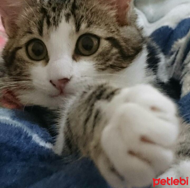 Tekir Kedi, Kedi  tatiana fotoğrafı