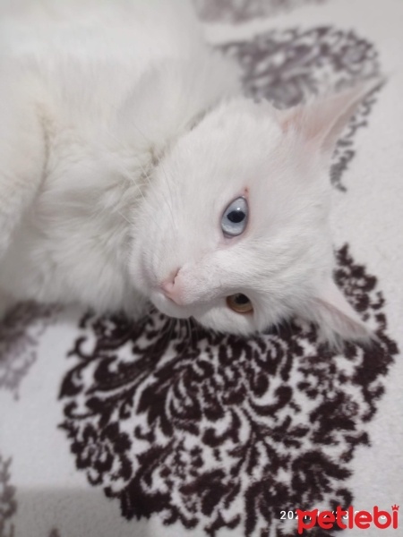 Van Kedisi, Kedi  Pamuk fotoğrafı
