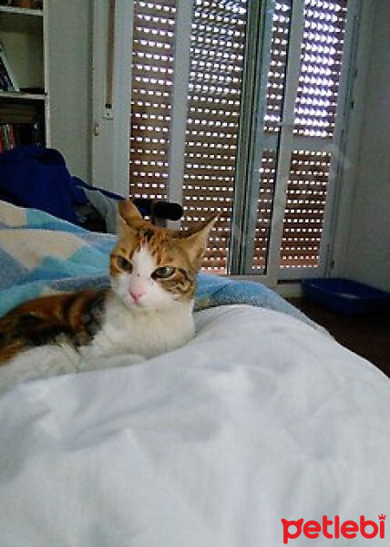 Tekir Kedi, Kedi  mira fotoğrafı