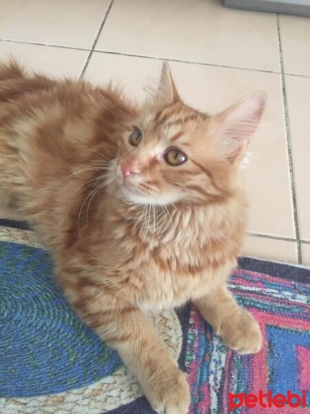 Norwegian Forest, Kedi  Karamel fotoğrafı