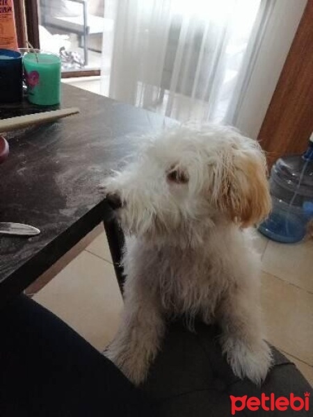 Maltese, Köpek  Luna fotoğrafı