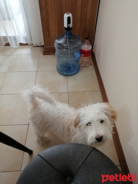 Maltese, Köpek  Luna fotoğrafı