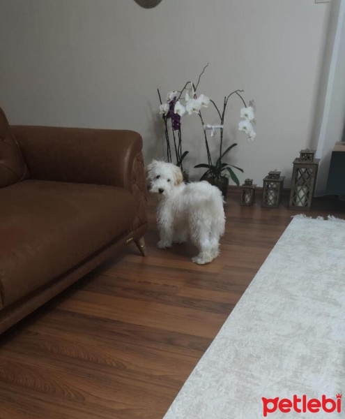 Maltese, Köpek  Luna fotoğrafı