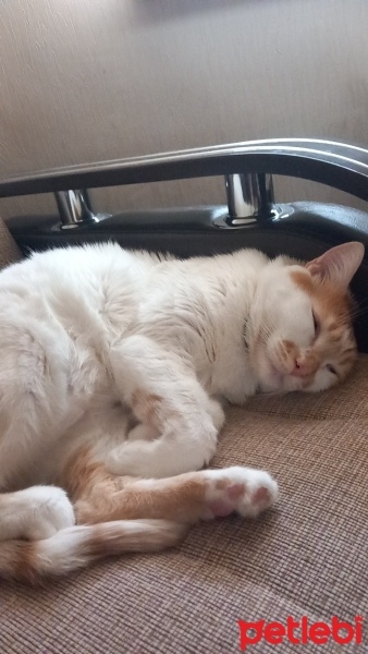 Tekir Kedi, Kedi  Venüs fotoğrafı