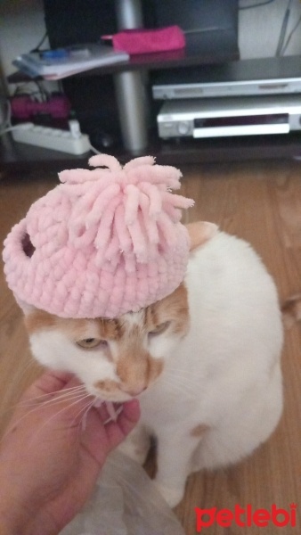 Tekir Kedi, Kedi  Venüs fotoğrafı