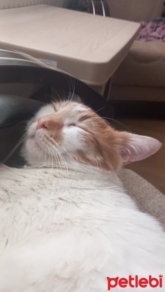 Tekir Kedi, Kedi  Venüs fotoğrafı