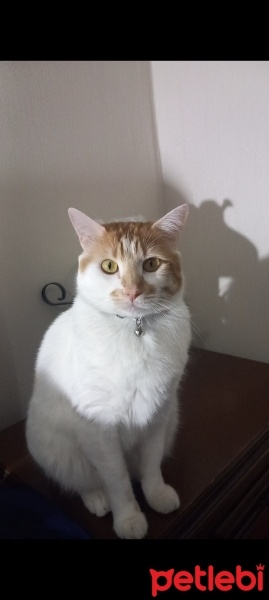 Tekir Kedi, Kedi  Venüs fotoğrafı