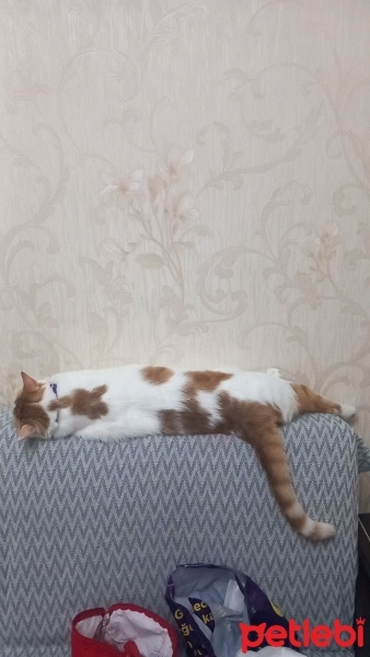 Tekir Kedi, Kedi  Venüs fotoğrafı