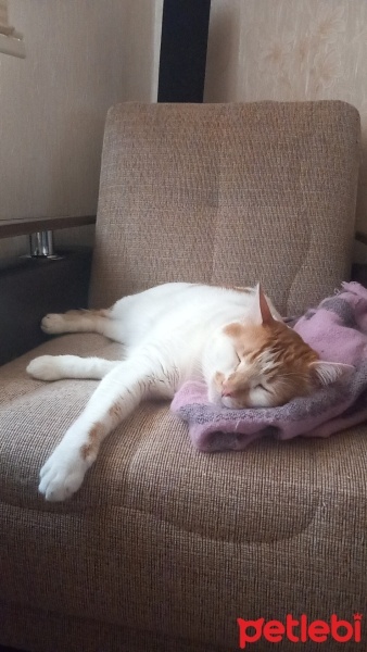 Tekir Kedi, Kedi  Venüs fotoğrafı