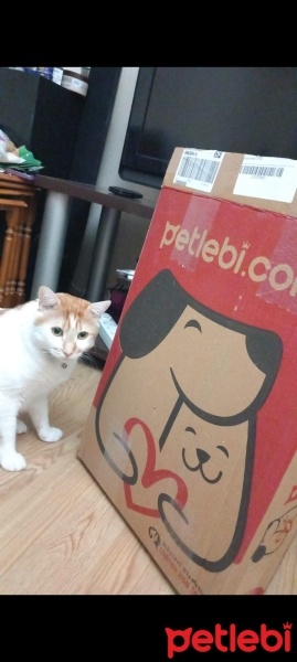 Tekir Kedi, Kedi  Venüs fotoğrafı