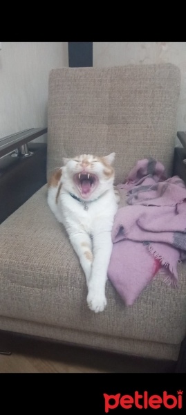 Tekir Kedi, Kedi  Venüs fotoğrafı