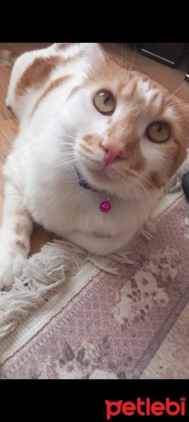 Tekir Kedi, Kedi  Venüs fotoğrafı