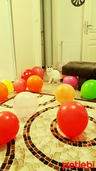 Ankara Kedisi, Kedi  Köpük fotoğrafı