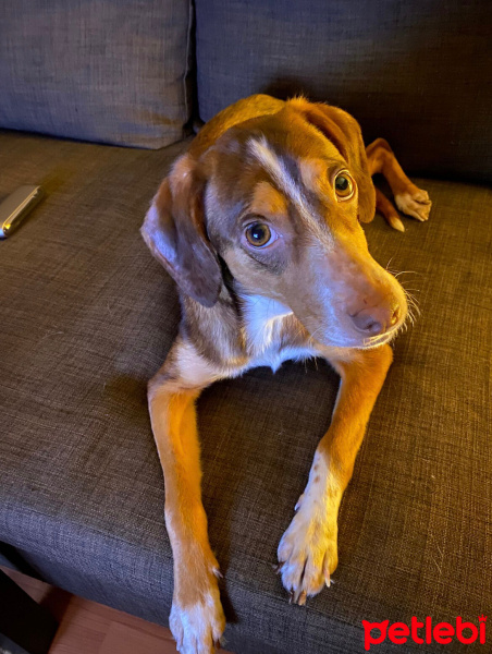 Sokö (Sokak Köpeği), Köpek  Luna fotoğrafı