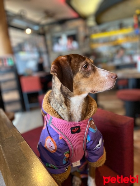Sokö (Sokak Köpeği), Köpek  Luna fotoğrafı