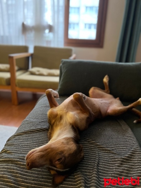 Sokö (Sokak Köpeği), Köpek  Luna fotoğrafı