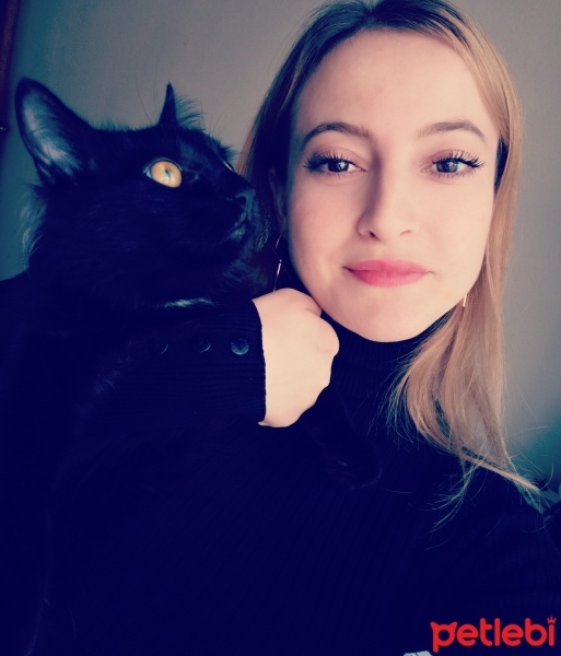 Bombay, Kedi  Ponçik Zeytin fotoğrafı