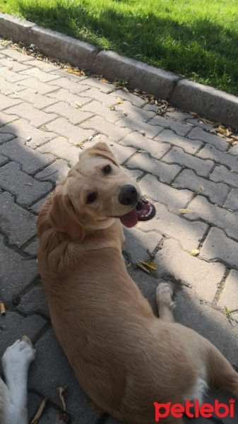 Golden Retriever, Köpek  Balım fotoğrafı