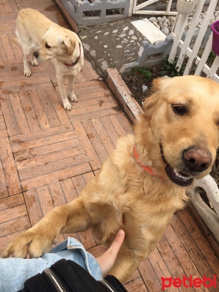 Golden Retriever, Köpek  Balım fotoğrafı