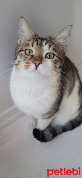 Tekir Kedi, Kedi  Güdük fotoğrafı