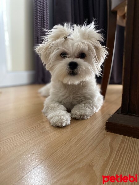 Maltese, Köpek  Pera fotoğrafı