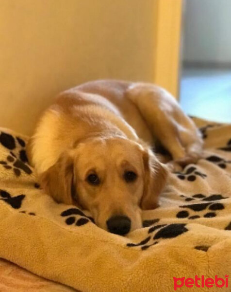 Golden Retriever, Köpek  Dark fotoğrafı