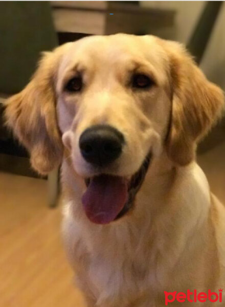 Golden Retriever, Köpek  Dark fotoğrafı