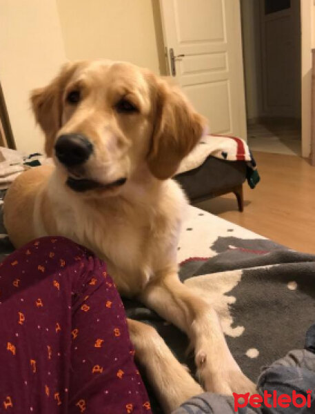 Golden Retriever, Köpek  Dark fotoğrafı