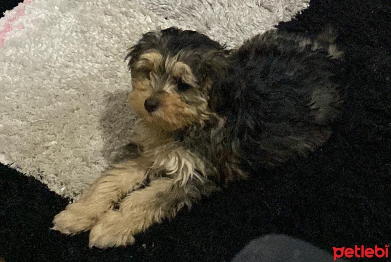 Poodle(Standart Kaniş), Köpek  Elsa fotoğrafı