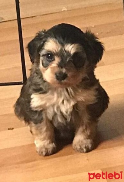 Poodle(Standart Kaniş), Köpek  Elsa fotoğrafı