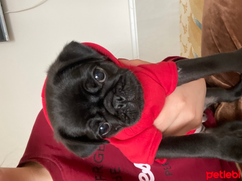Pug, Köpek  Pablo fotoğrafı